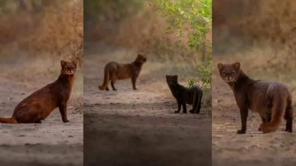 Un fotógrafo logró capturar imágenes de dos yaguarundí en un camino rural entre Tilisarao y Concarán