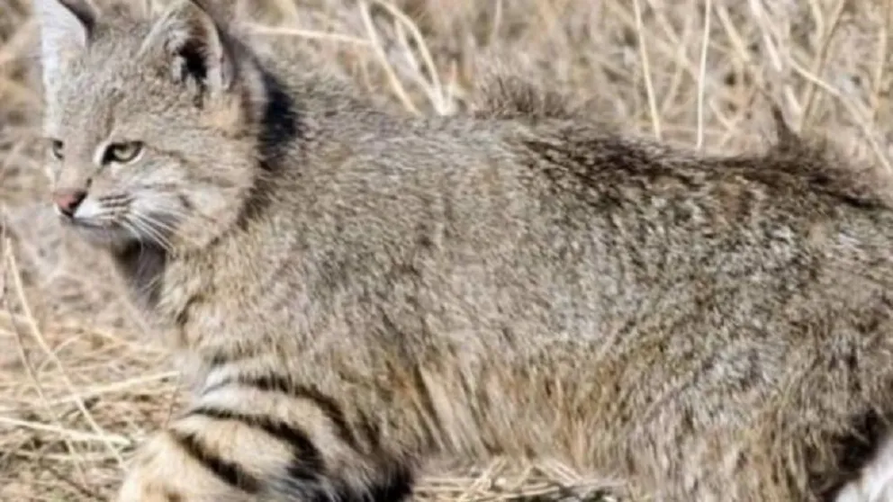 Un gato montés visitó una casa en Traslasierra y sorprendió a una familia
