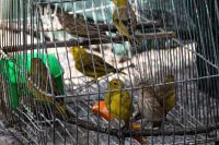 Liberaron un yaguarundí, un quirquincho y 60 aves 