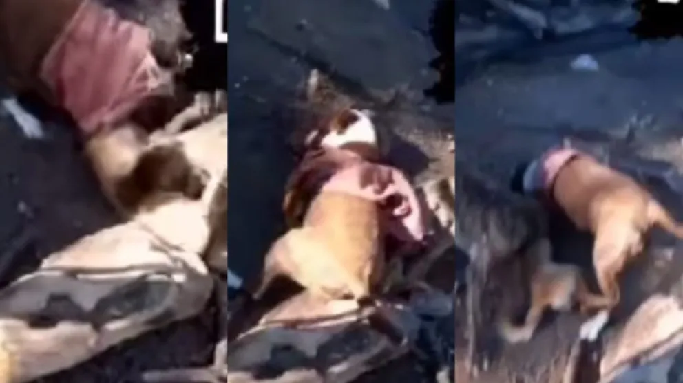 Cruz de Caña: tienen dos perros cruza pitbull con dogo que ya mataron varios animales