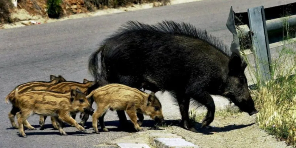 Los jabalíes, una plaga que alarma las Sierras de Córdoba y otras provincias 