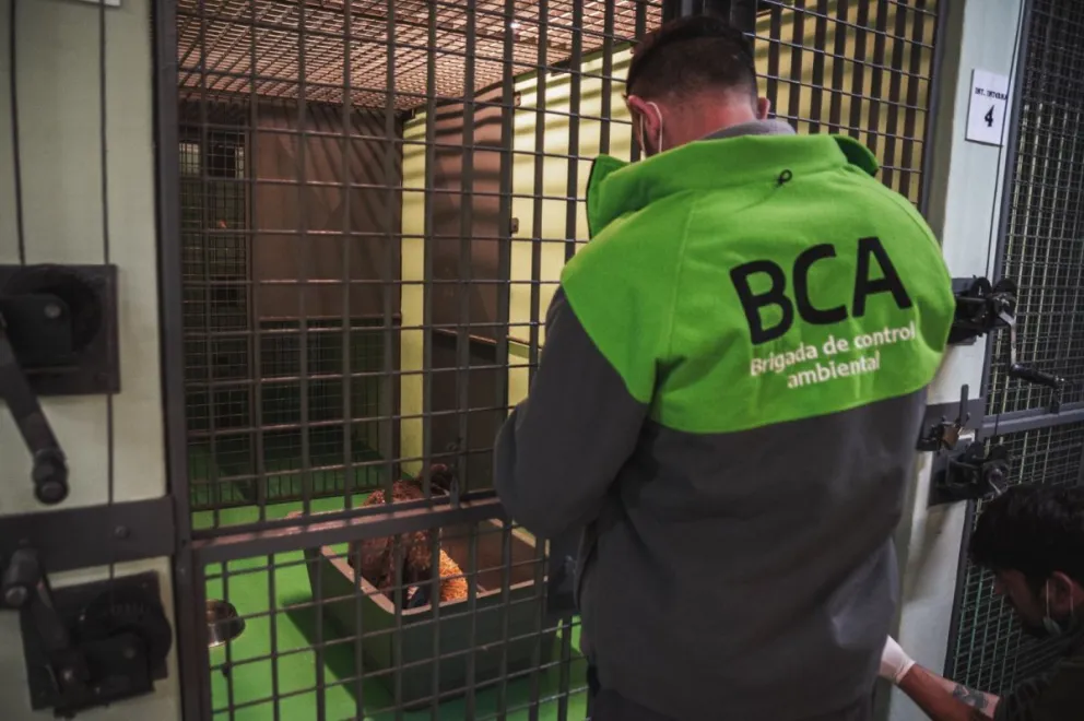 El cóndor rescatado en Villa de Merlo, tras quedar atrapado en una antena, fue trasladado hacia la Fundación Temaiken