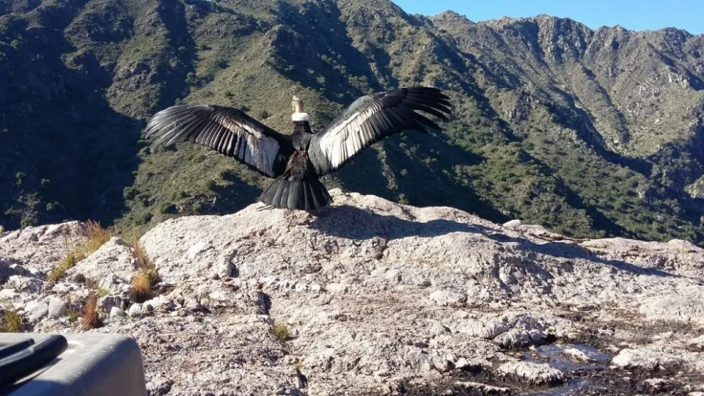 Desde las sierras de los Comechingones, con una ceremonia ancestral, liberarán en simultáneo dos ejemplares de cóndor andino