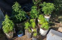 Traslasierra; fueron por un robo y encontraron 27 plantas de marihuana