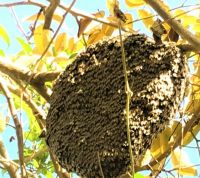 Alerta por un enjambre de abejas muy cerca de la escuela en Piedra Blanca arriba