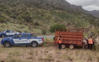Secuestraron tres vacas sueltas en la ruta de las Altas Cumbres