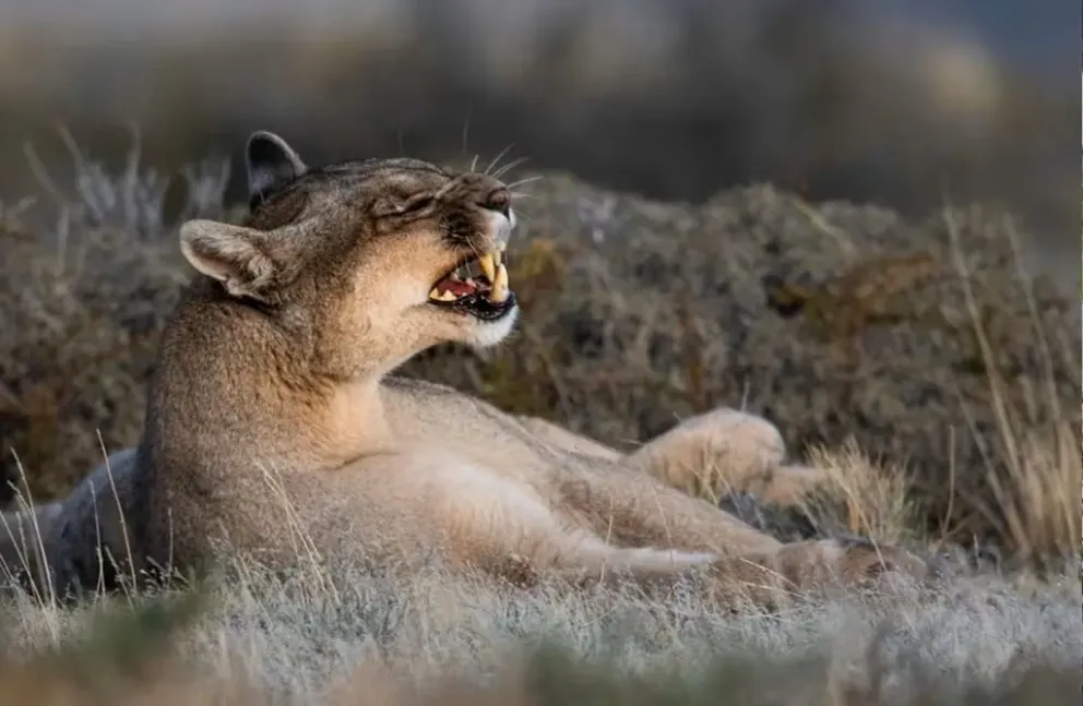La Fundación Mil Aves lanza un taller de fotografía de la naturaleza en las Altas Cumbres