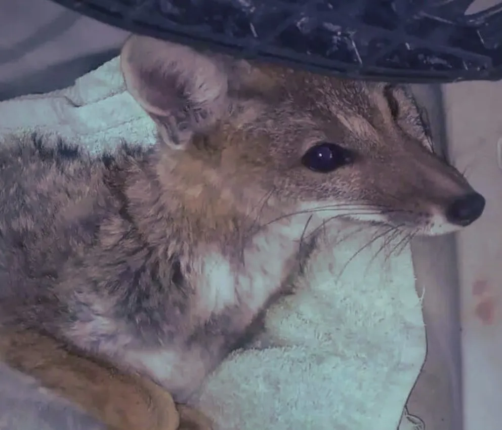 Bomberos rescataron un zorro herido en plena avenida del Sol