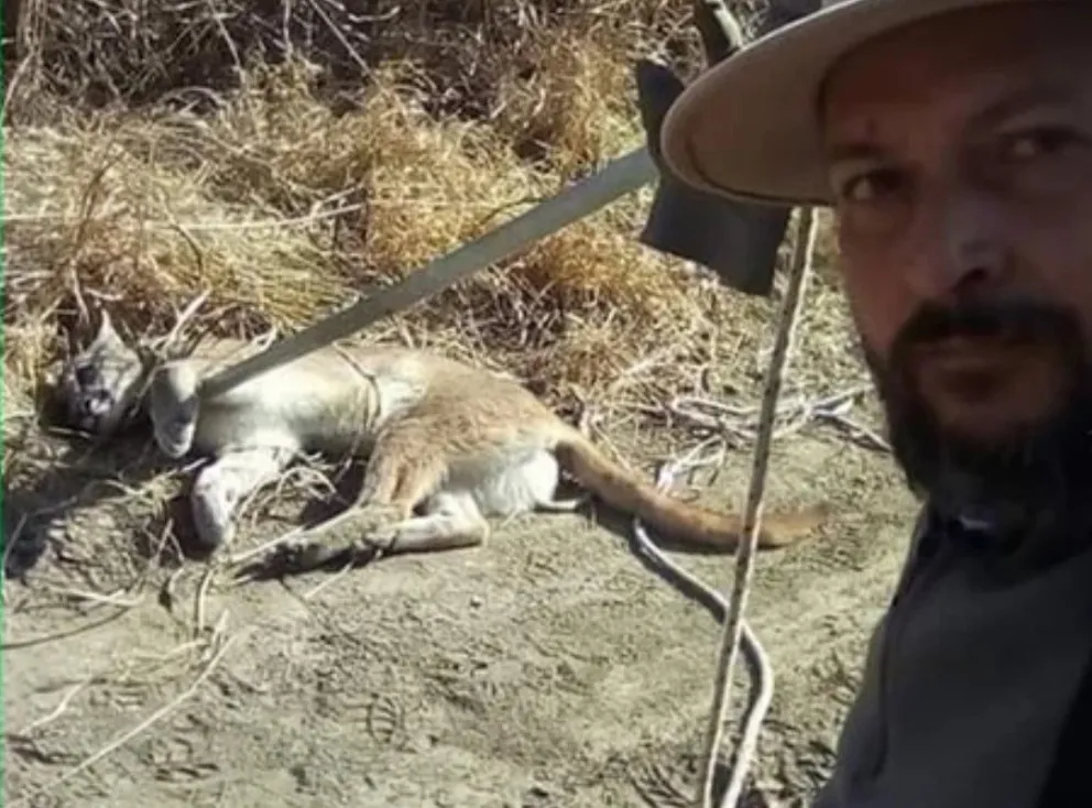 Vecinos y turistas afirman haber visto pumas en Villa de Merlo y Carpintería