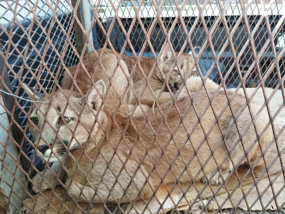 Villa Mercedes: Tenían en cautiverio a dos pumas y fueron rescatados 