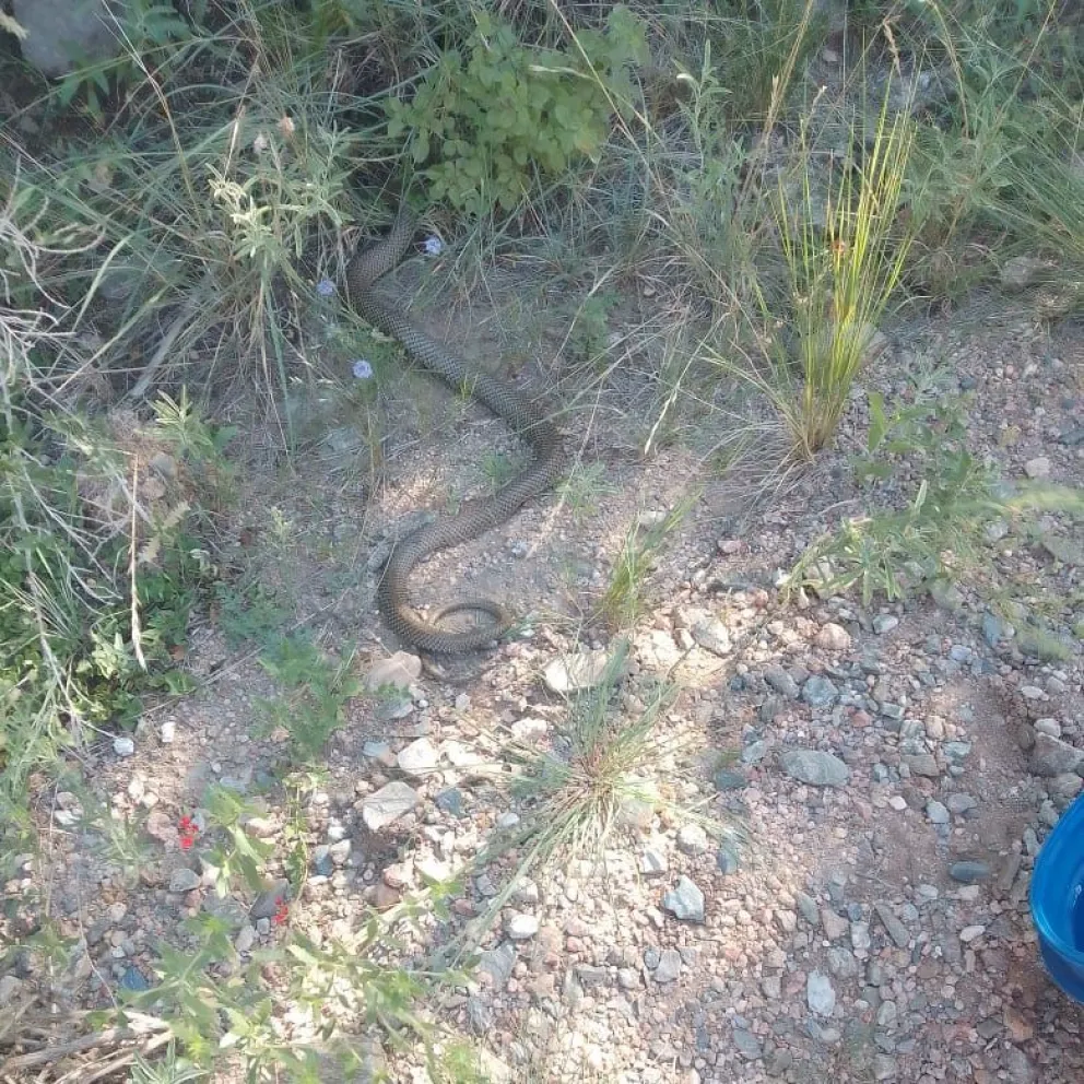 Bomberos de Los Molles informaron por numerosos rescates de ofidios