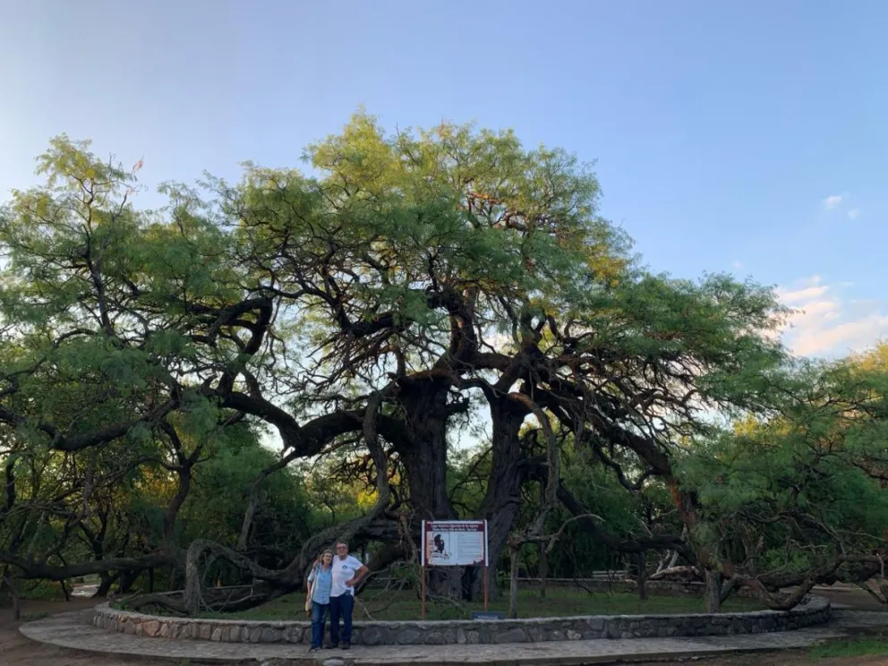 Cada 18 de junio, en coincidencia con el Día Provincial del Árbol, se lo recuerda y homenajea, reafirmando su valor cultural y literario.