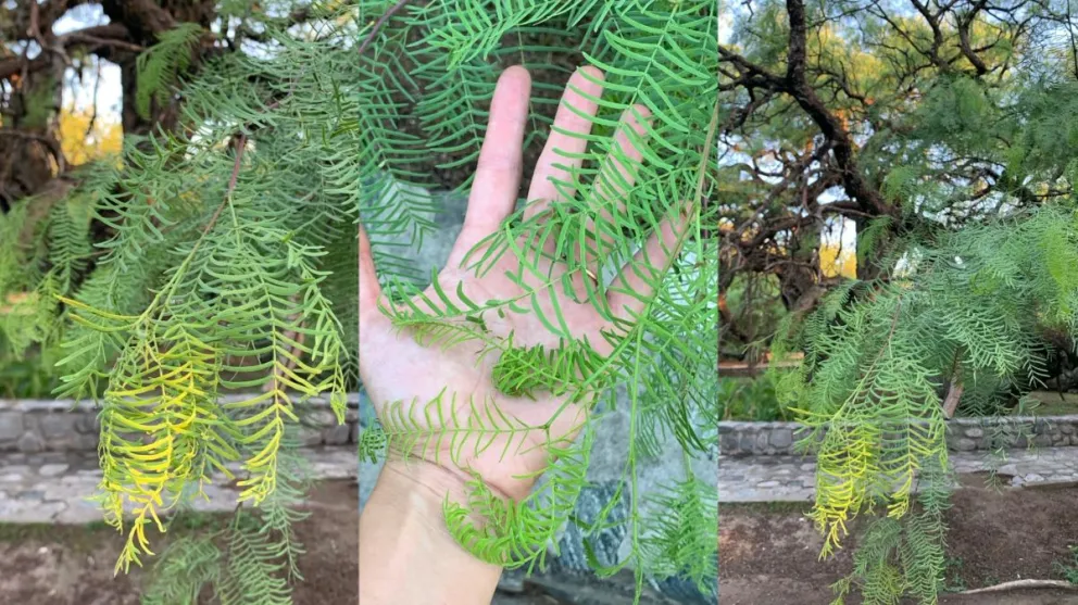 Con las últimas lluvias el Algarrobo de los Agüero retomó fuerza y color