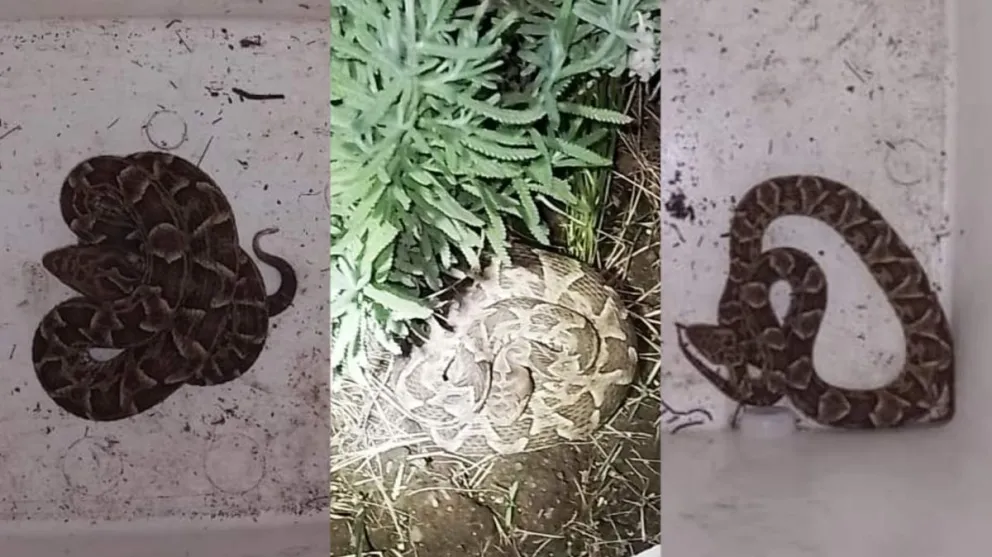 Bomberos colaboraron en el rescate de tres serpientes en distintos barrios