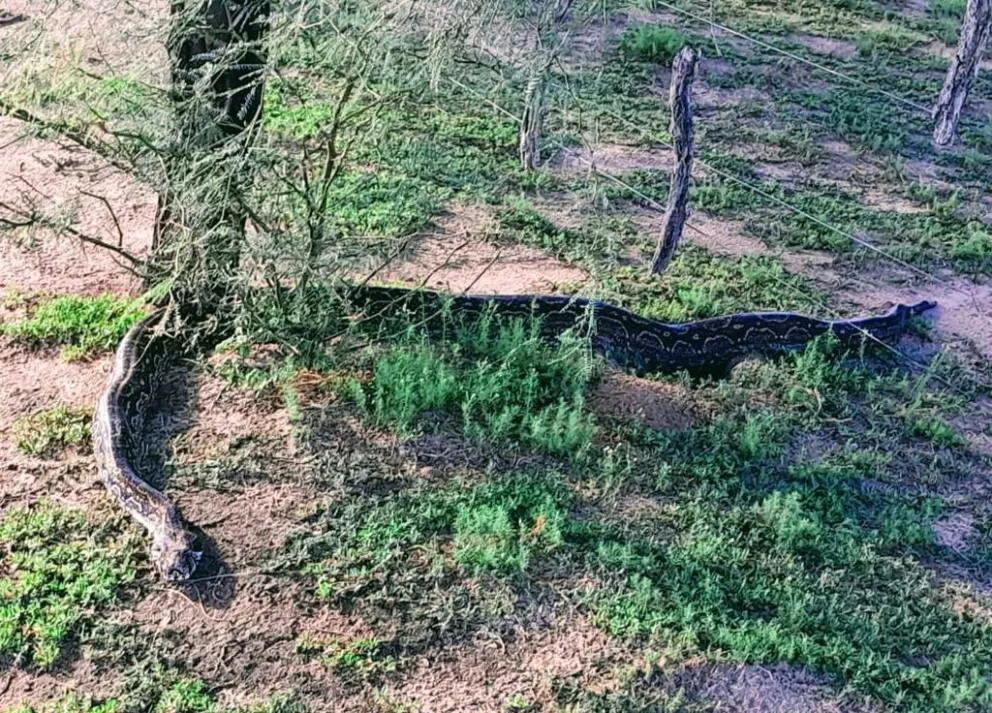 Bomberos Voluntarios de Luján rescataron una lampalagua de casi 3 metros