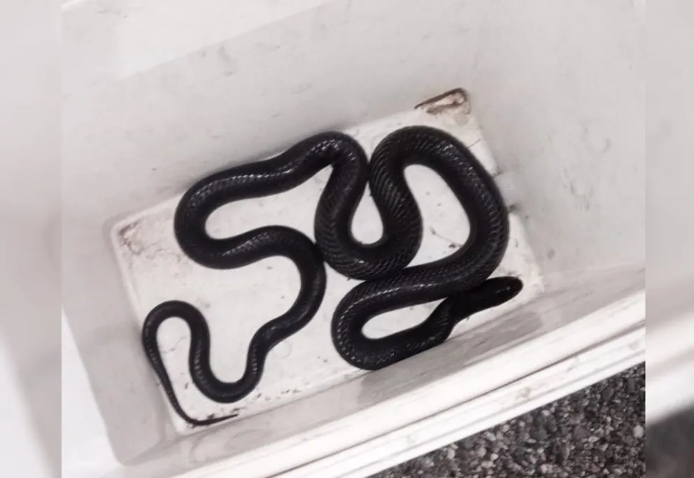 Bomberos rescataron una serpiente que estaba en una casa