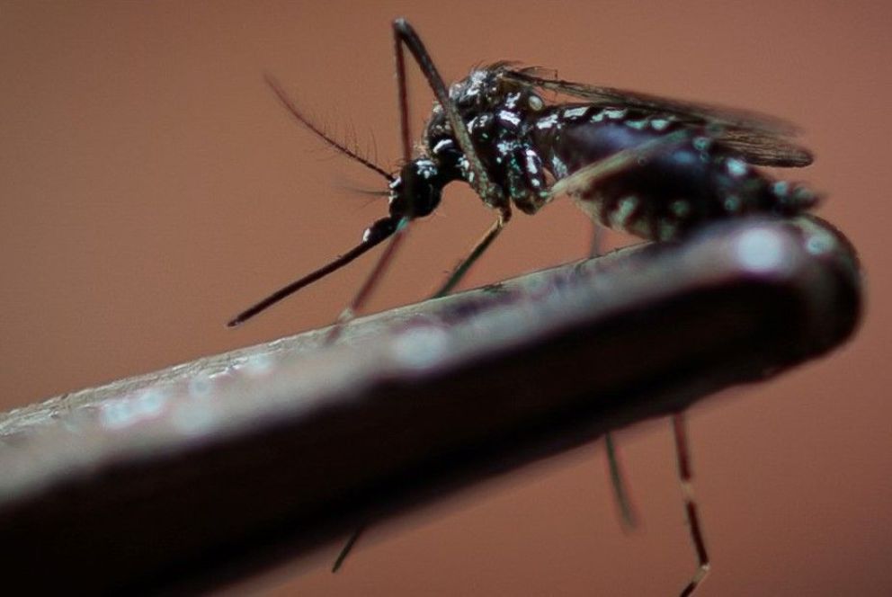 La situación del dengue en la provincia de San Luis