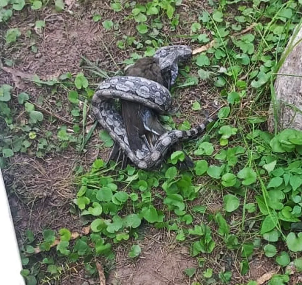 Bomberos rescataron otra serpiente en una vivienda