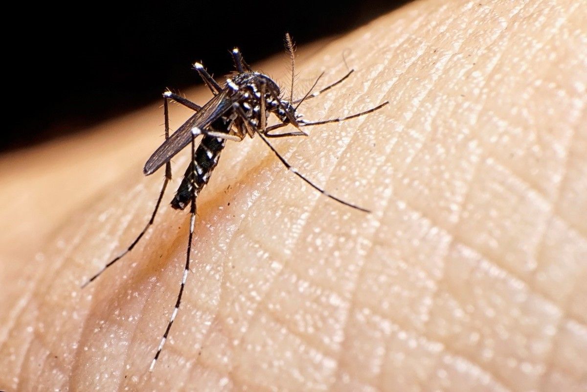 Dengue: "Si tenés fiebre u otros síntomas, hay que tomar solo paracetamol e hidratarse mucho" 
