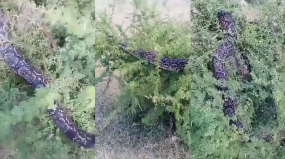 Encontraron una Lampalagua de 3 metros en la zona de Tilisarao