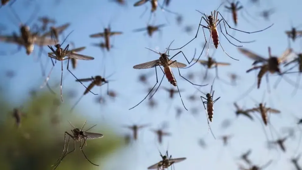 Coordinan acciones de prevención del dengue en el norte provincial.