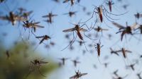 La provincia de Córdoba registró 14 mil contagios de Dengue durante la semana