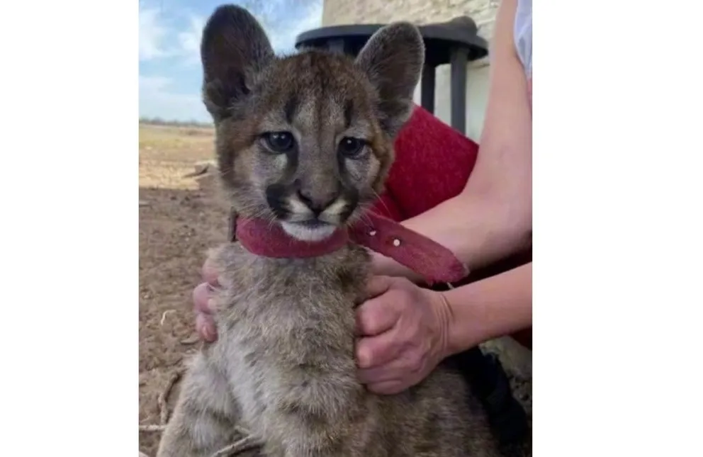 Buena Esperanza: tenían un puma como mascota