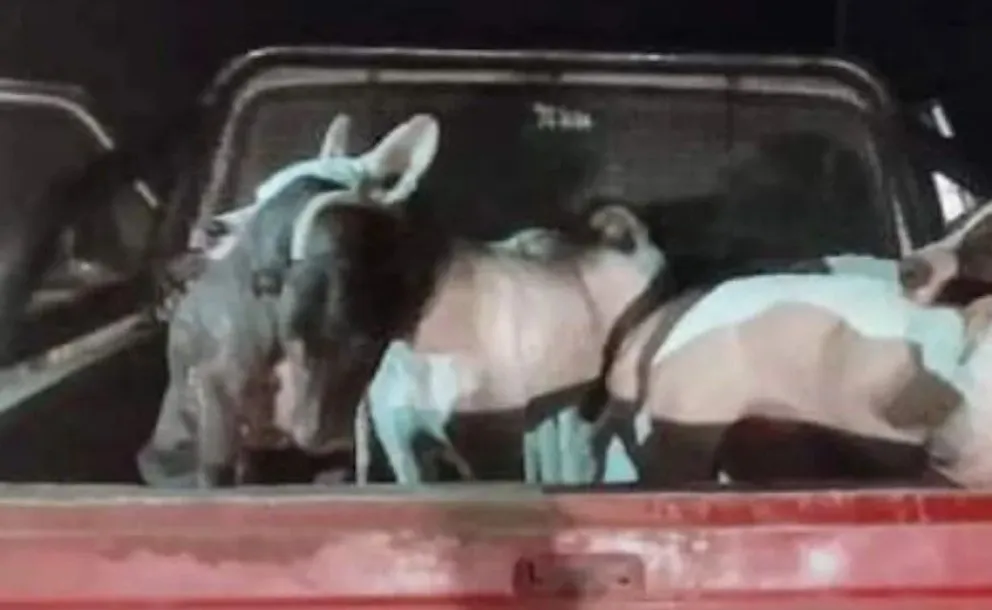 Quines: Policía secuestró elementos de cacería en un operativo