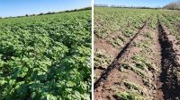 El granizo destruyó los cultivos de papa en los campos de Traslasierra