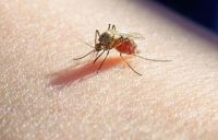 Se notificó en la provincia el primer caso de malaria de 2024