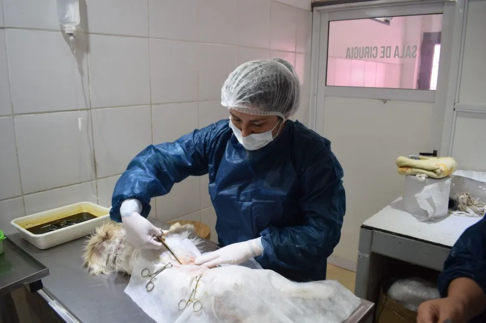 Villa de Merlo supera las 1300 castraciones en la primera mitad del año