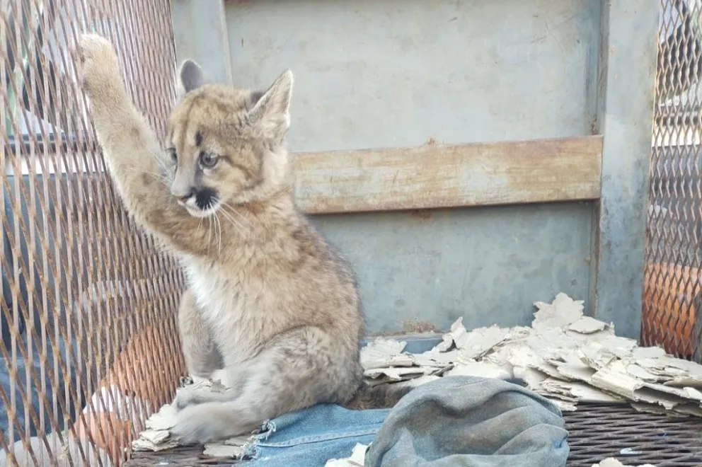 Ingresó un cachorro de puma a la Reserva Floro Faunística de La Florida