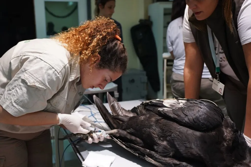 “El animal está activo, atento. Por ahora el plan es ver como evoluciona, si se estabiliza y comienza a comer, la idea es hacer la amputación del dedo averiado en unos días", afirmaron los especialistas.