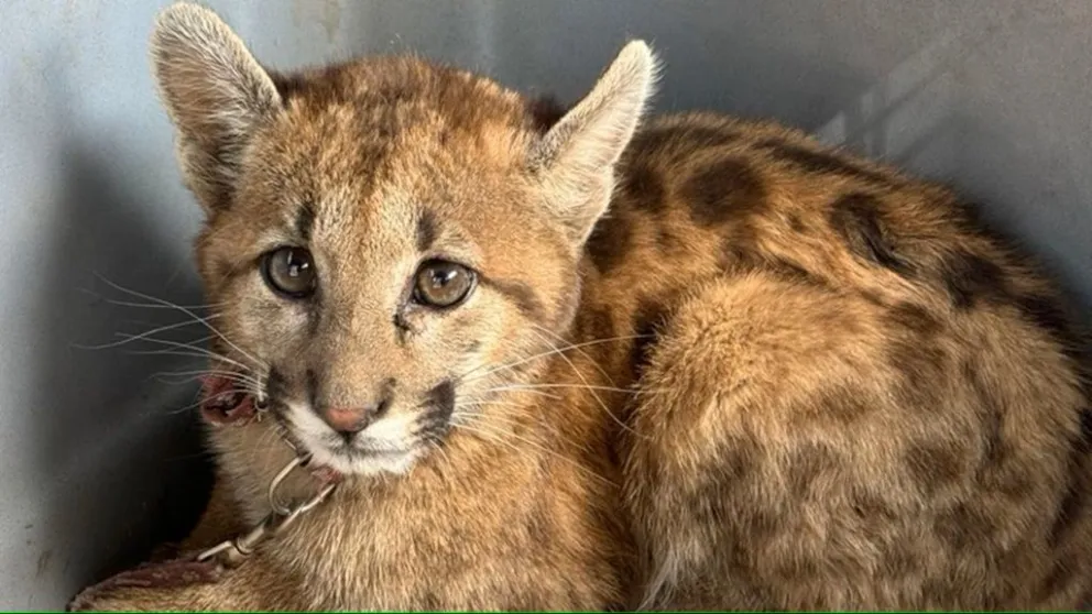 El cachorro de puma rescatado en Traslasierra. (Prensa Policía)