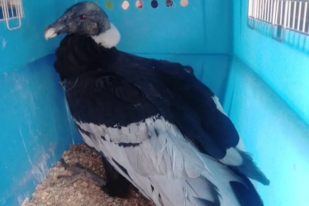 Una hembra de cóndor andino, con signos de envenenamiento, llegó a la Reserva Florofaunística de La Florida