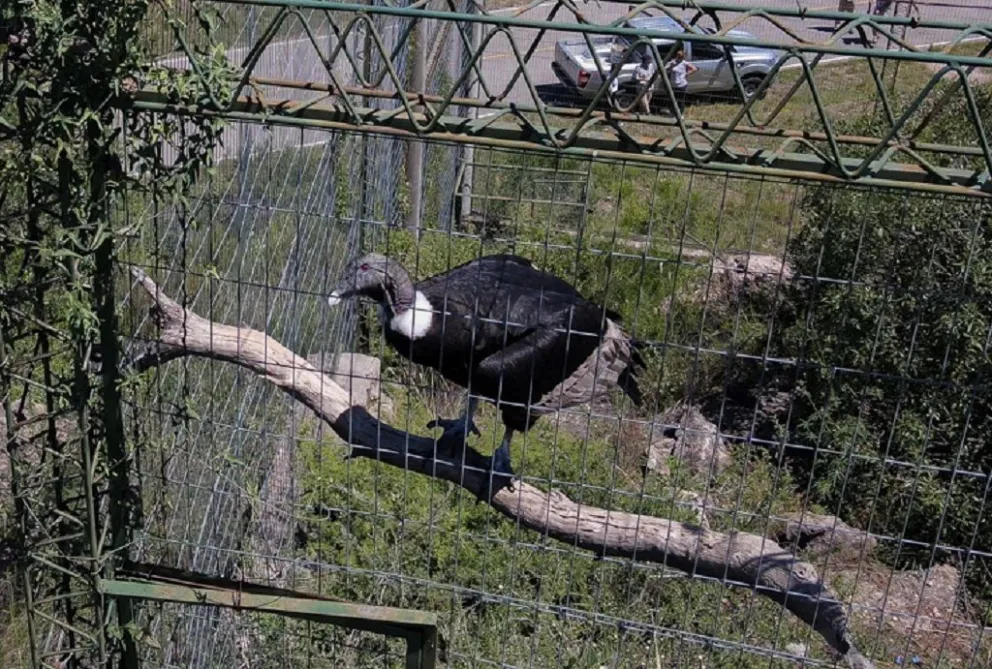 La hembra de cóndor andino hallada en Las Chacras fue trasladada a Temaikén