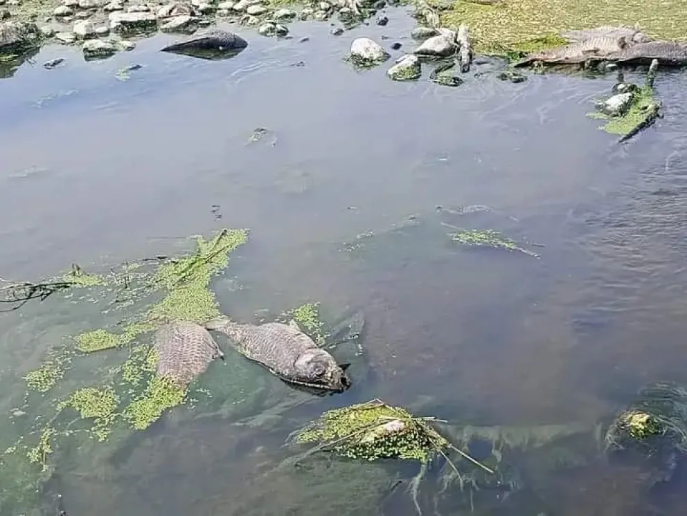 Peces muertos (carpas) flotando en las aguas del río Conlara.