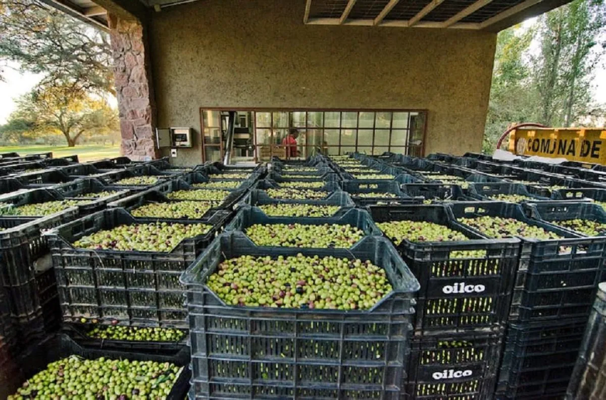 Ruta del Olivo: un nuevo circuito entre sierras y arroyos para degustar ...