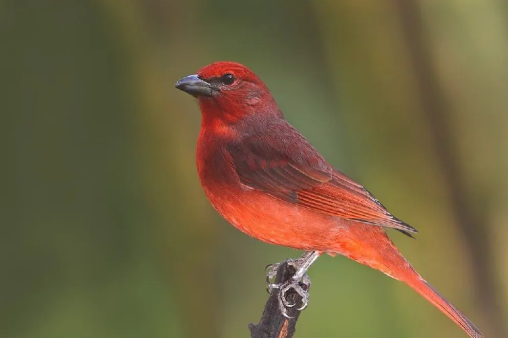Una imagen del Fueguero macho, que luce un brillante plumaje rojo anaranjado. (Foto: Pablo Mosto y Rosana Ursino/ANSL)