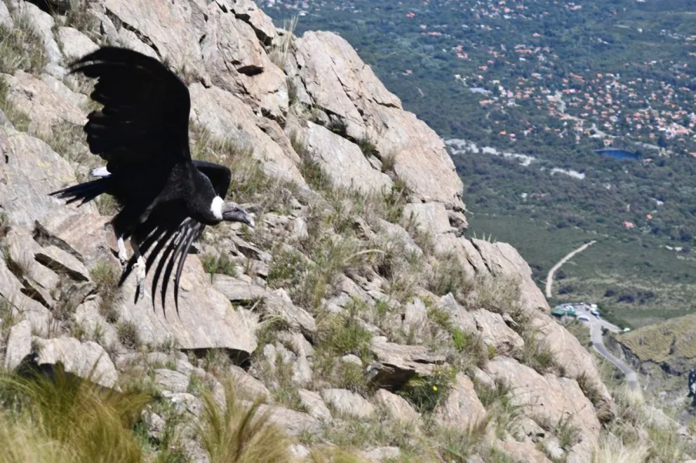Cuando el canil se abrió, Tayte Hênîa extendió sus alas e hizo vuelos cortos. Así se mantuvo durante tres horas. Luego, y en presencia de los más intrépidos, soltó sus alas al viento y empezó a cruzar los cielos merlinos.