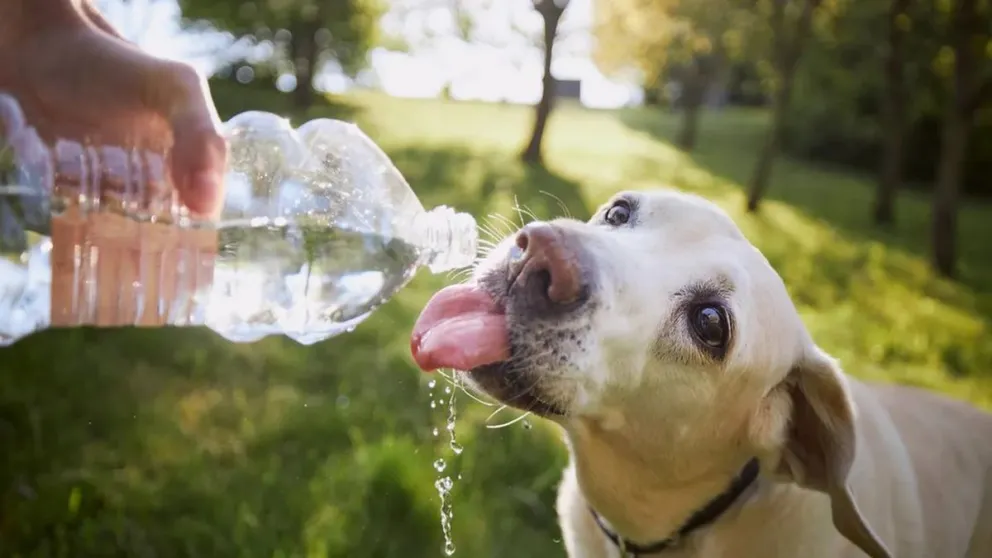 Las mascotas requieren de más cuidados por el calor.