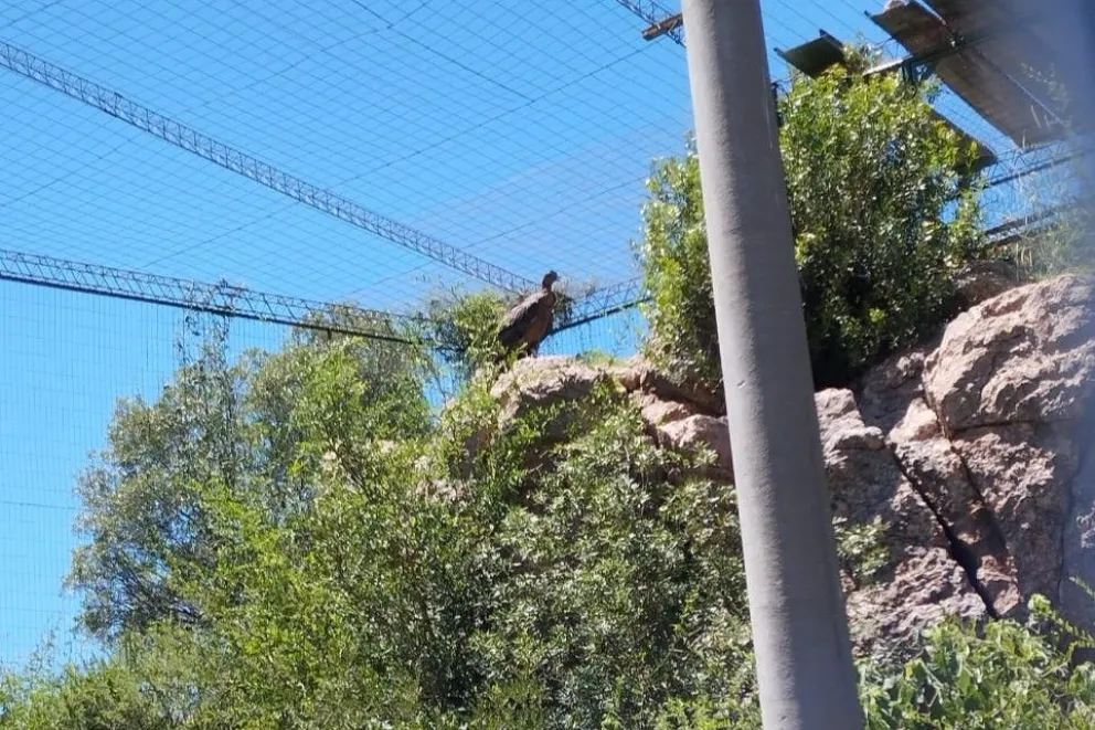 El cóndor macho llegó sin poder volar, con una herida en el cuello y en el ala derecha, embichado, con una perforación que alcanzaba hasta el esófago.