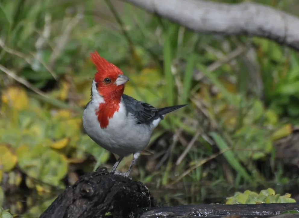 Decenas de aves canoras volverán a extender sus alas y serán reintegrados a los ecosistemas de San Luis. 