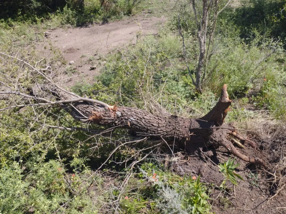 Elevan actuaciones al Juzgado de Faltas por el desmonte ilegal en Los Nogales.