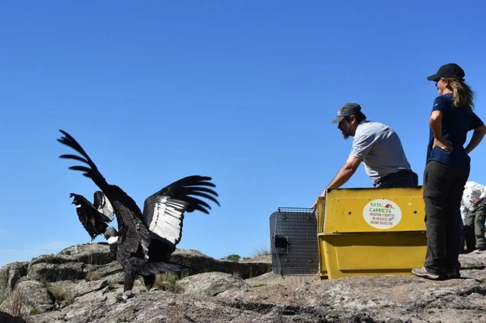 Liberaron en Córdoba dos cóndores con rastreador satelital. (Foto: Gobierno de Córdoba)