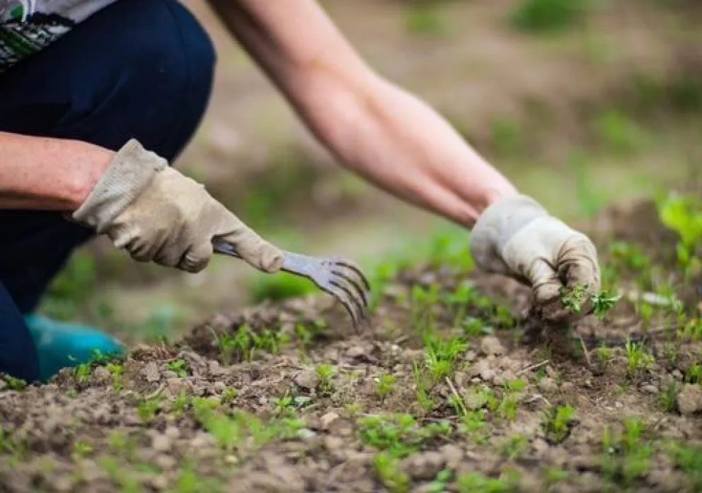 Tener una huerta no solo te permite disfrutar de verduras frescas y saludables, sino que también te conecta con la naturaleza y te brinda una oportunidad para reducir tu huella de carbono.