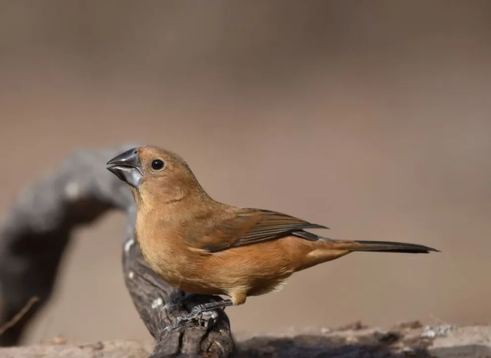 El Muso de Carpintería exhibirá una muestra fotográfica con las aves típicas que habitan el noreste de San Luis.