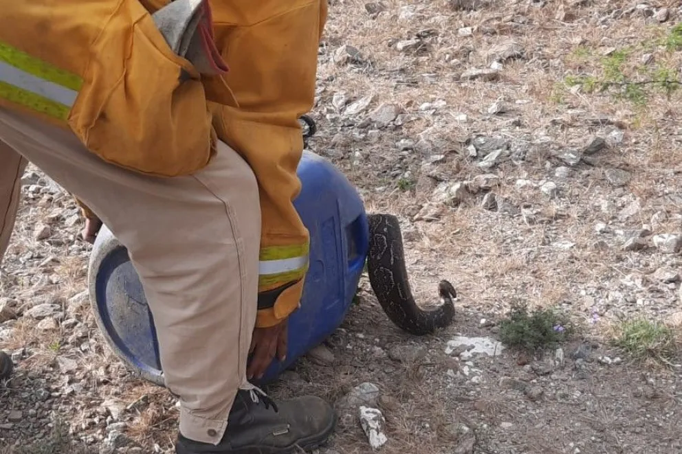 La serpiente, una boa de las vizcacheras (Boa constrictor occidentalis), es una especie autóctona de la provincia de San Luis que puede alcanzar los 2.6 metros de longitud y pesar más de 15 kilogramos