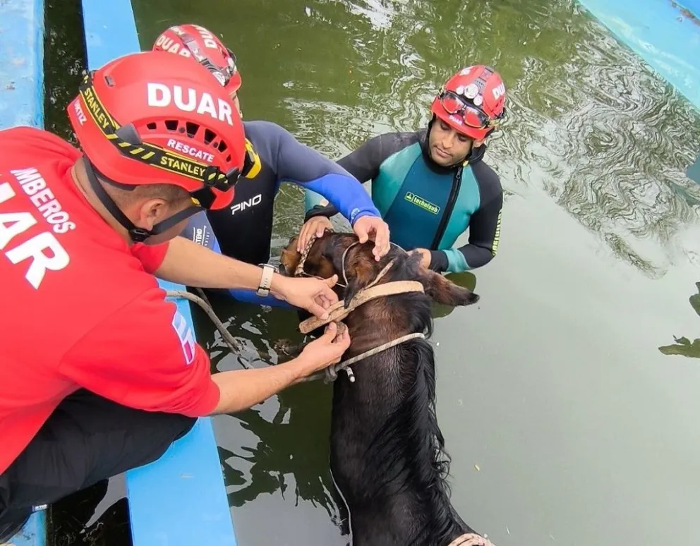 Rescatan un caballo que se cayó a una pileta en Traslasierra. 