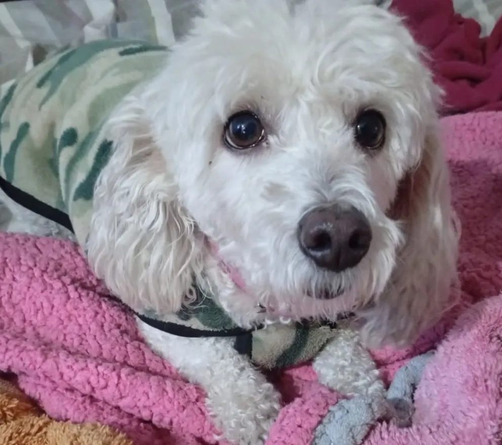 Chilli es una caniche mediana, tranquila y muy cariñosa, que actualmente se encuentra en busca de un nuevo hogar en Villa de Merlo